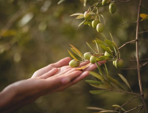 ¿Qué es el Hidroxitirosol y cuáles son sus beneficios?